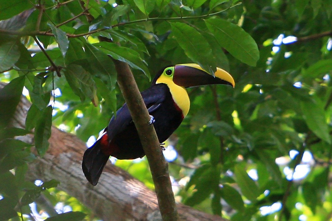 Imgi 108 yellow tucan barro
