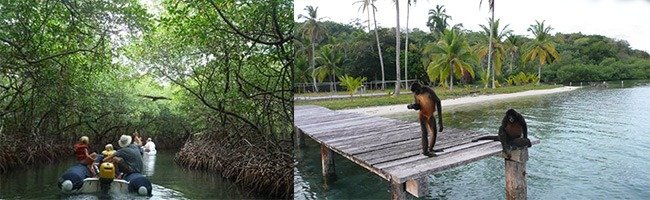 Imgi 13 linton mangrove